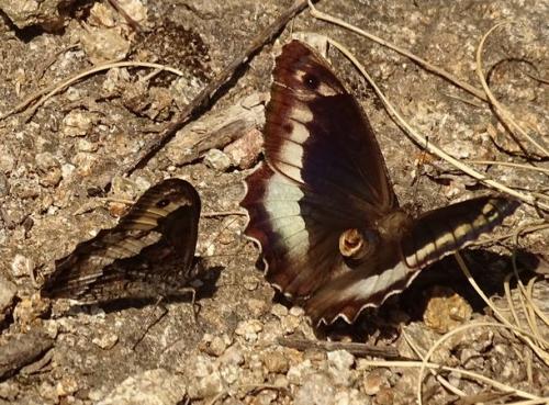 Hipparchia sp.
